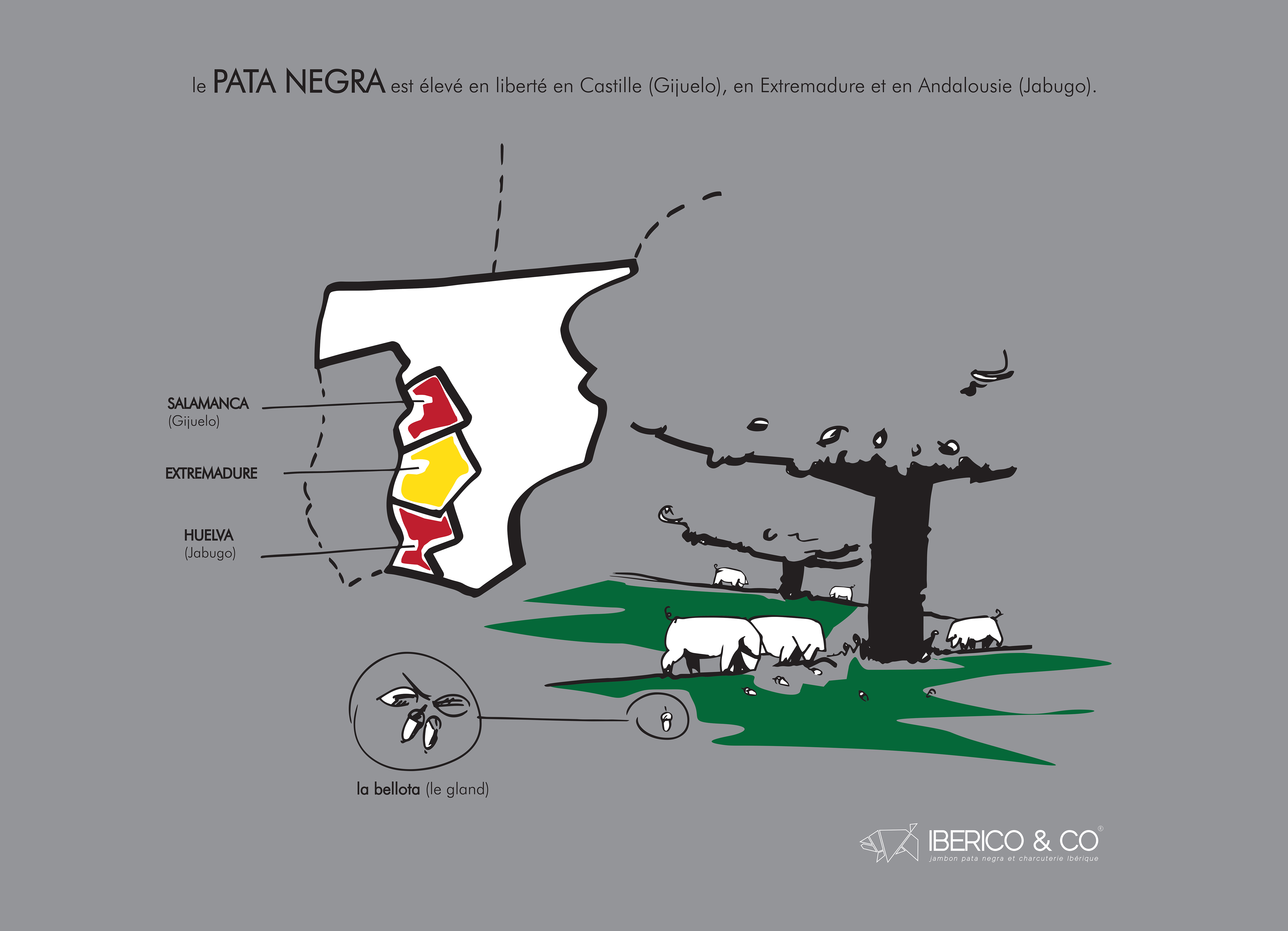 1- BGC, Iberico & Co, illustration cochon et carte Espagne, logo